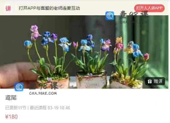 11238  鸢尾