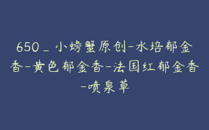 650_小螃蟹原创-水培郁金香-黄色郁金香-法国红郁金香-喷泉草