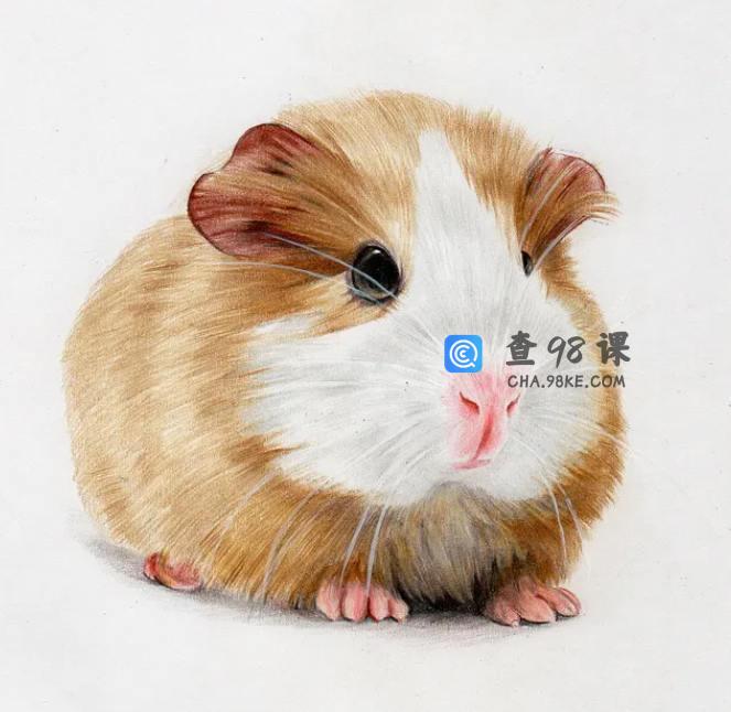 零基础学彩铅2020