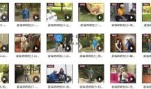 狗狗基本训练技巧之纠正不良行为