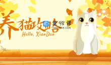 养猫攻略 快速成长为养猫专家