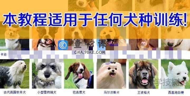 让你的狗狗听话 狗狗训练课程