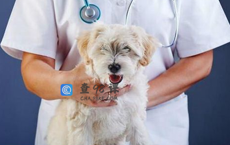 动物医学专业就业前景及就业方向怎么样？